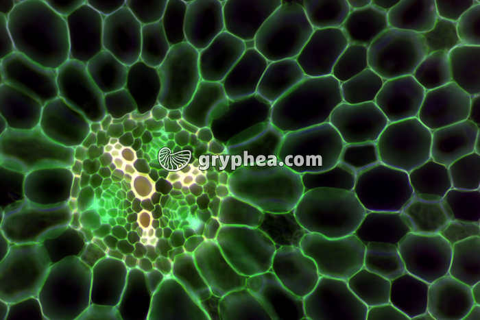 Racine de Ficaire - détail du cylindre central - fausses couleurs CT x60 - gryphea.com